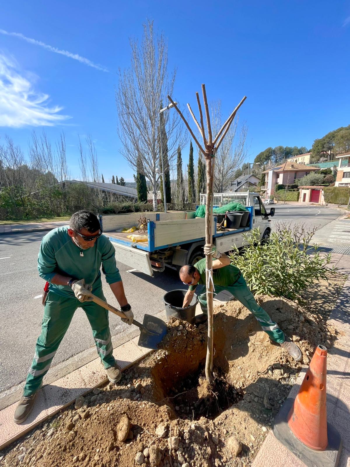 El Ayuntamiento suma al arbolado urbano 65 ejemplares y 400 plantas arbustivas El Ayuntamiento suma al arbolado urbano 65 ejemplares y 400 plantas arbustivas