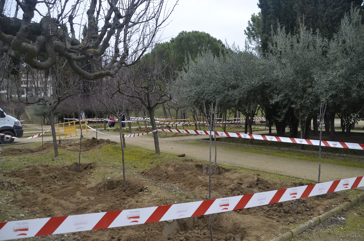 Replantación árboles Parque La Paz. Ayuntamiento de Barbastro